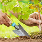 Jak dát stromy a keře na jaře